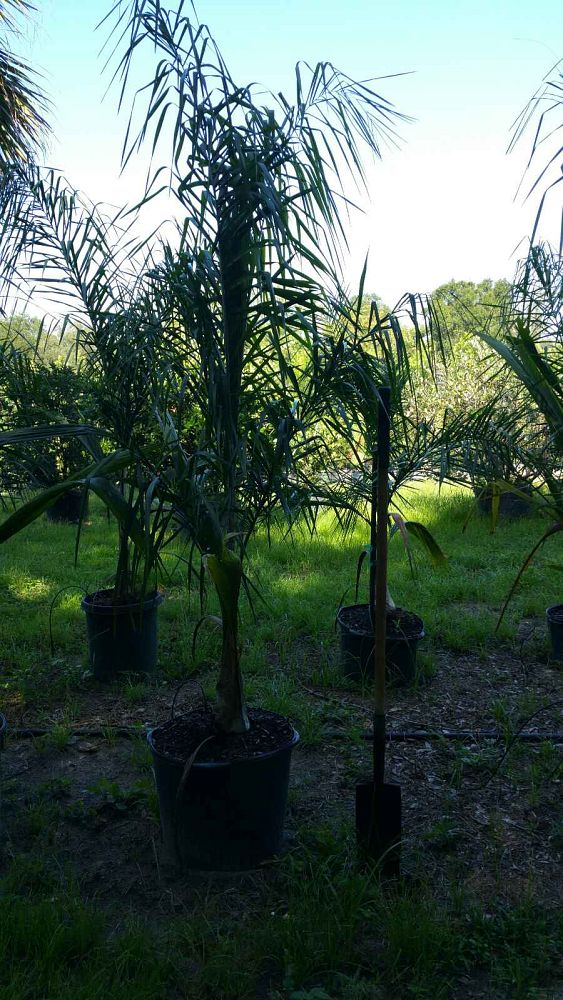 syagrus-romanzoffiana-queen-palm-cocos-plumosa