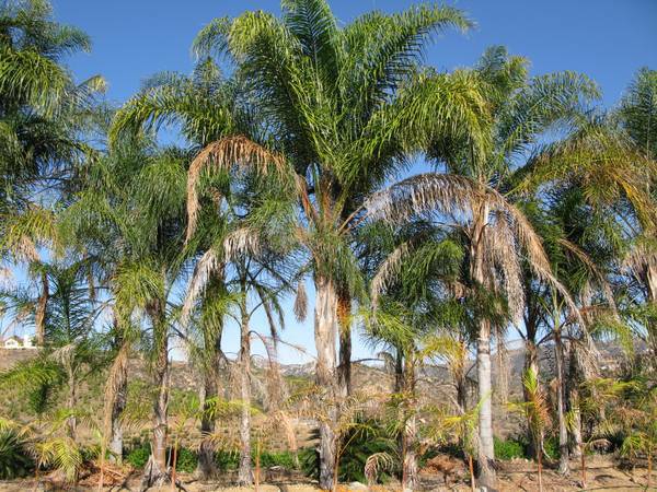 syagrus-romanzoffiana-queen-palm-cocos-plumosa