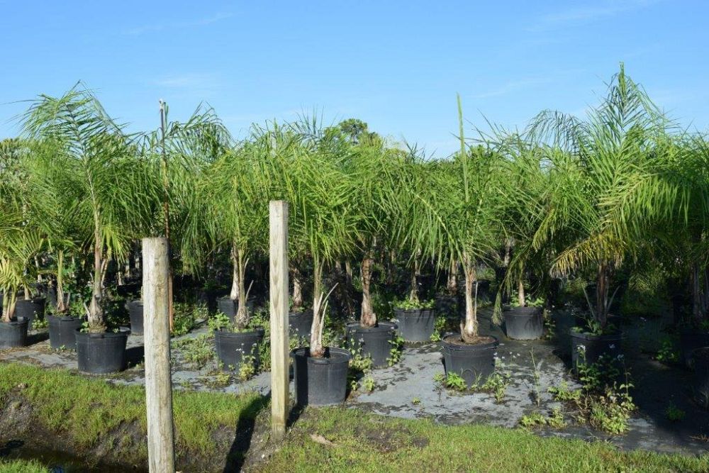 syagrus-romanzoffiana-queen-palm-cocos-plumosa