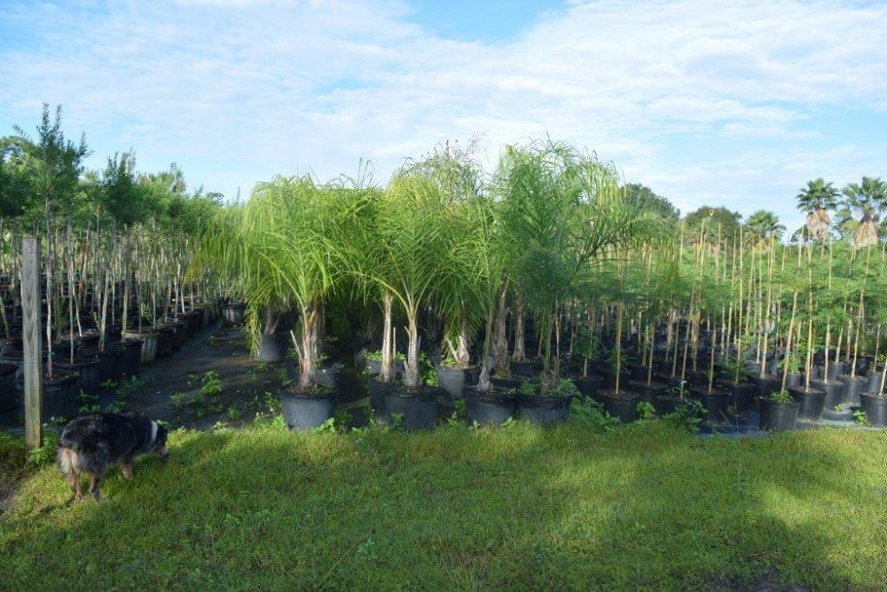 syagrus-romanzoffiana-queen-palm-cocos-plumosa