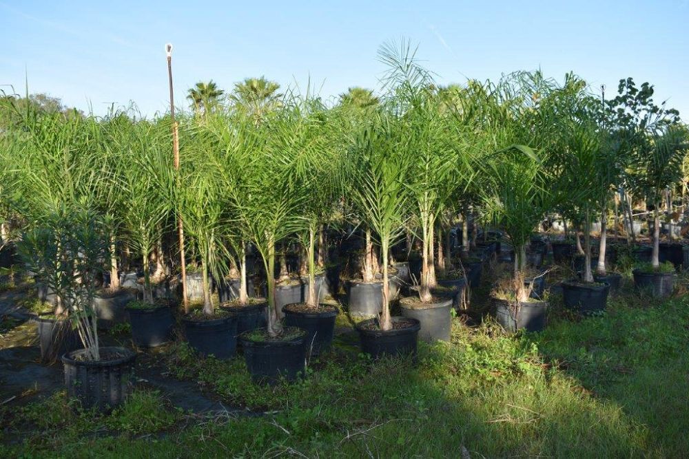 syagrus-romanzoffiana-queen-palm-cocos-plumosa