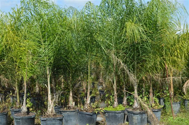 syagrus-romanzoffiana-queen-palm-cocos-plumosa
