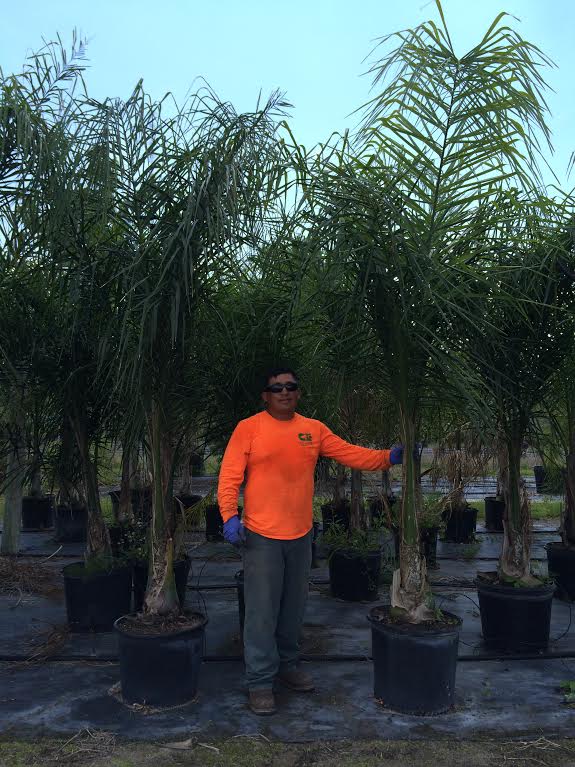 syagrus-romanzoffiana-queen-palm-cocos-plumosa