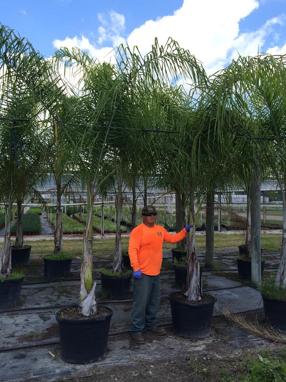 syagrus-romanzoffiana-queen-palm-cocos-plumosa