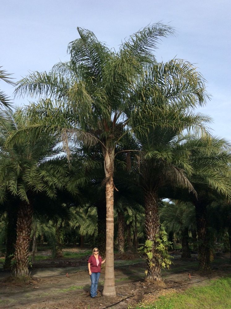 syagrus-romanzoffiana-queen-palm-cocos-plumosa