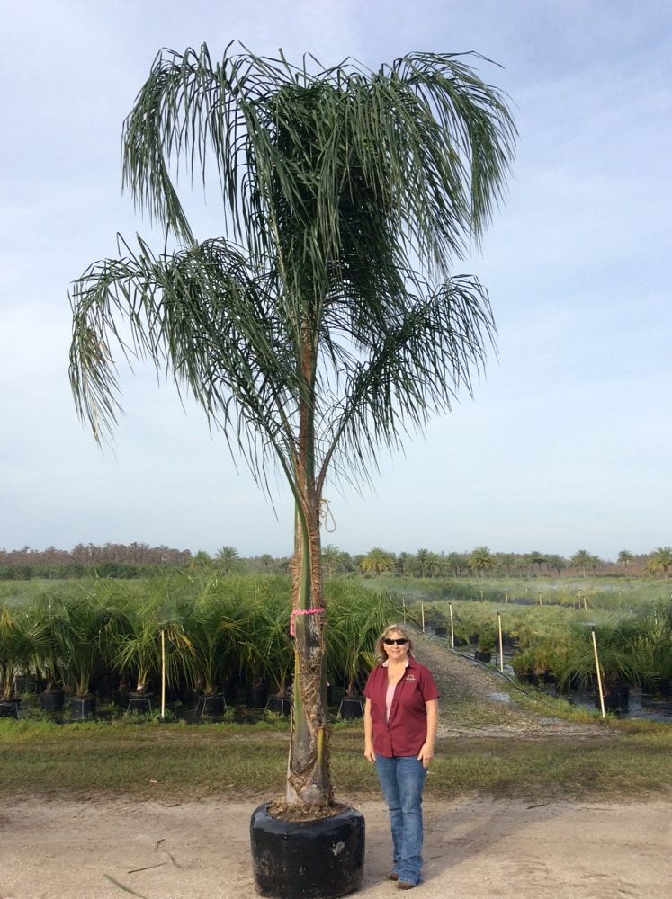 syagrus-romanzoffiana-queen-palm-cocos-plumosa