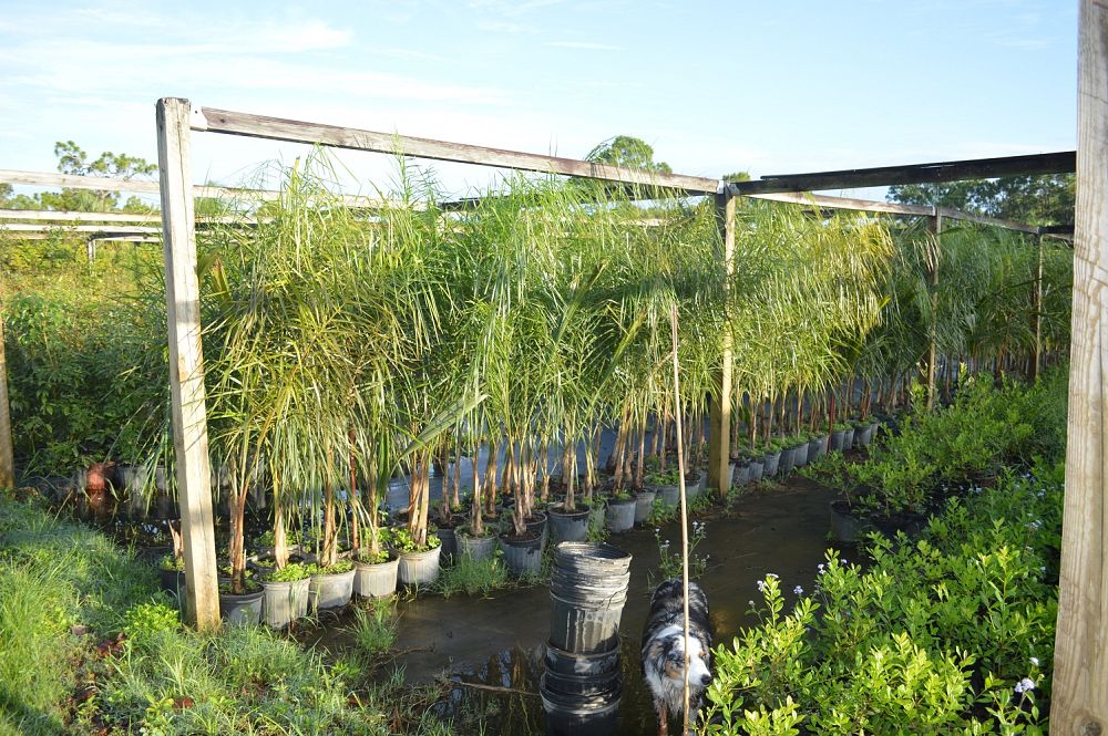 syagrus-romanzoffiana-queen-palm-cocos-plumosa