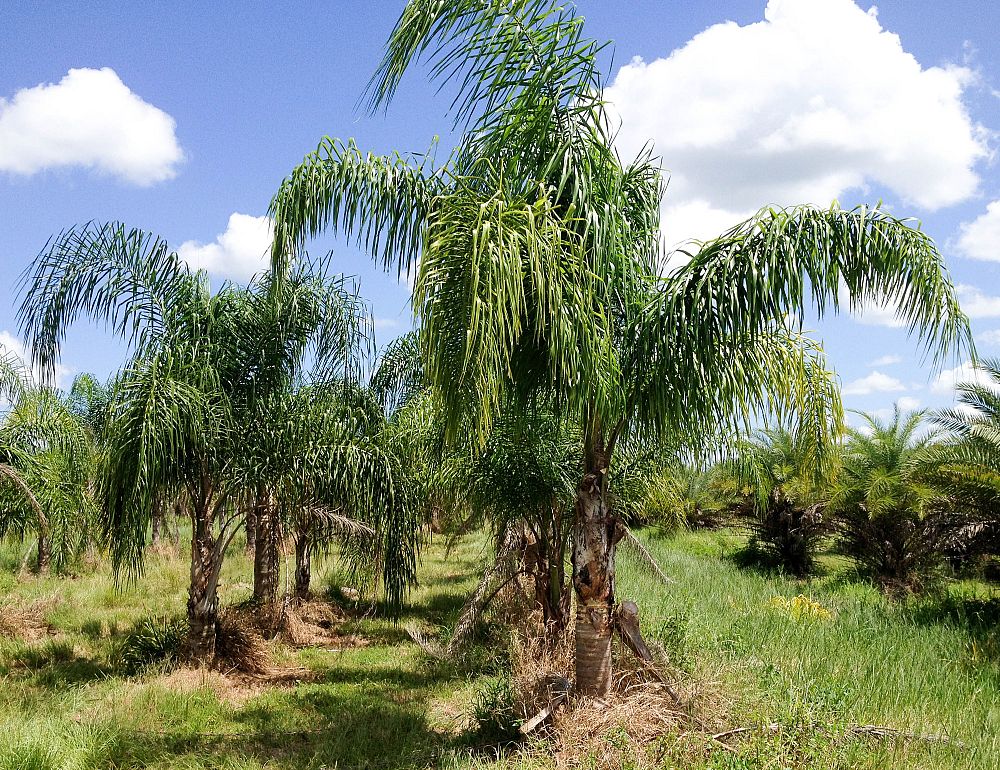 syagrus-romanzoffiana-queen-palm-cocos-plumosa