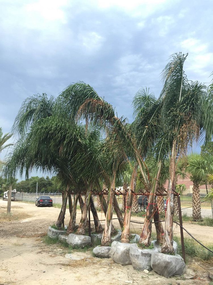 syagrus-romanzoffiana-queen-palm-cocos-plumosa