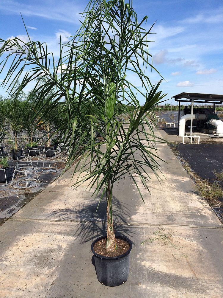 syagrus-romanzoffiana-queen-palm-cocos-plumosa