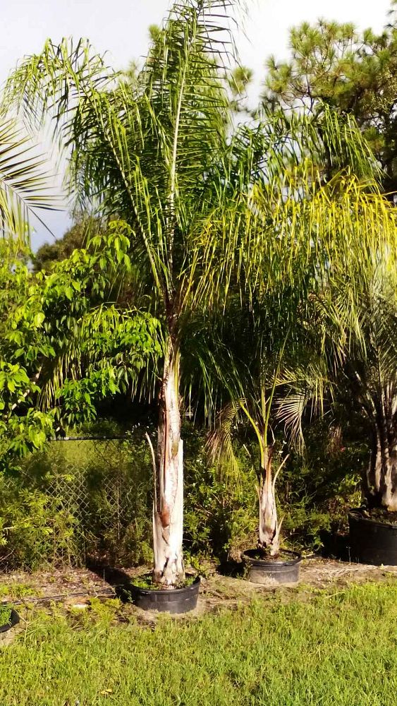 syagrus-romanzoffiana-queen-palm-cocos-plumosa