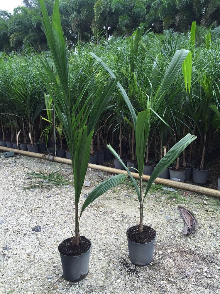 syagrus-romanzoffiana-queen-palm-cocos-plumosa