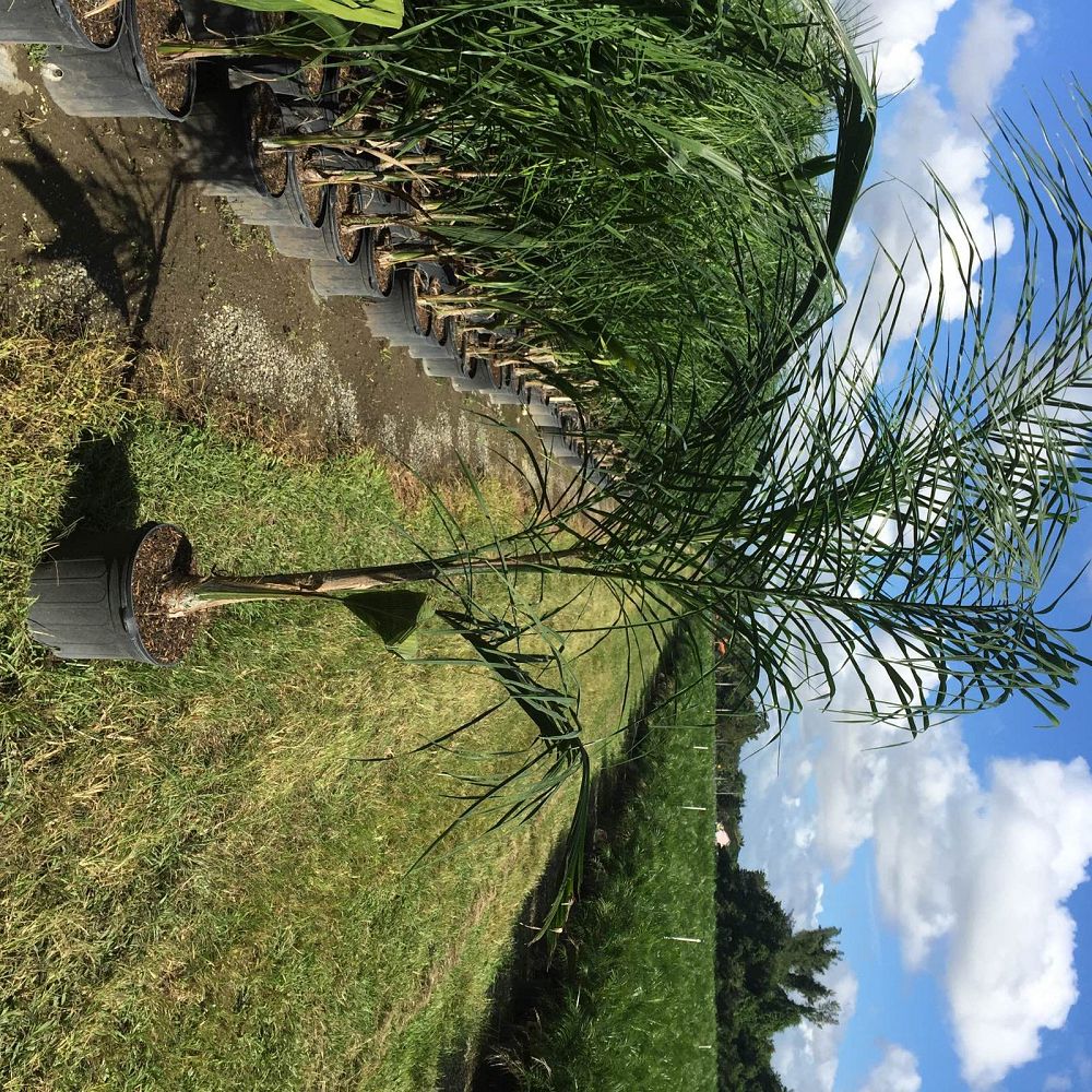 syagrus-romanzoffiana-queen-palm-cocos-plumosa