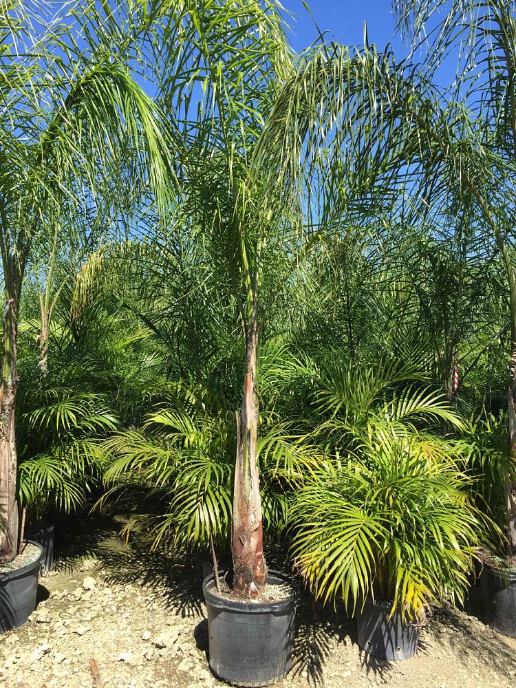 syagrus-romanzoffiana-queen-palm-cocos-plumosa