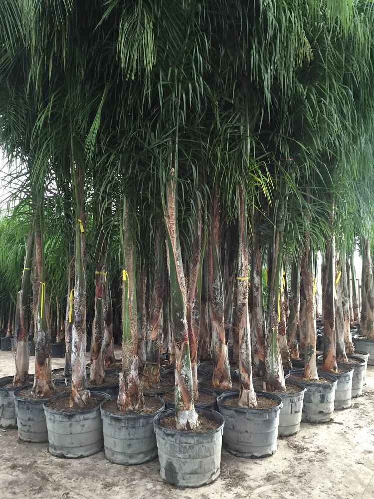 syagrus-romanzoffiana-queen-palm-cocos-plumosa