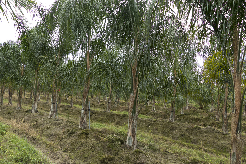 syagrus-romanzoffiana-queen-palm-cocos-plumosa