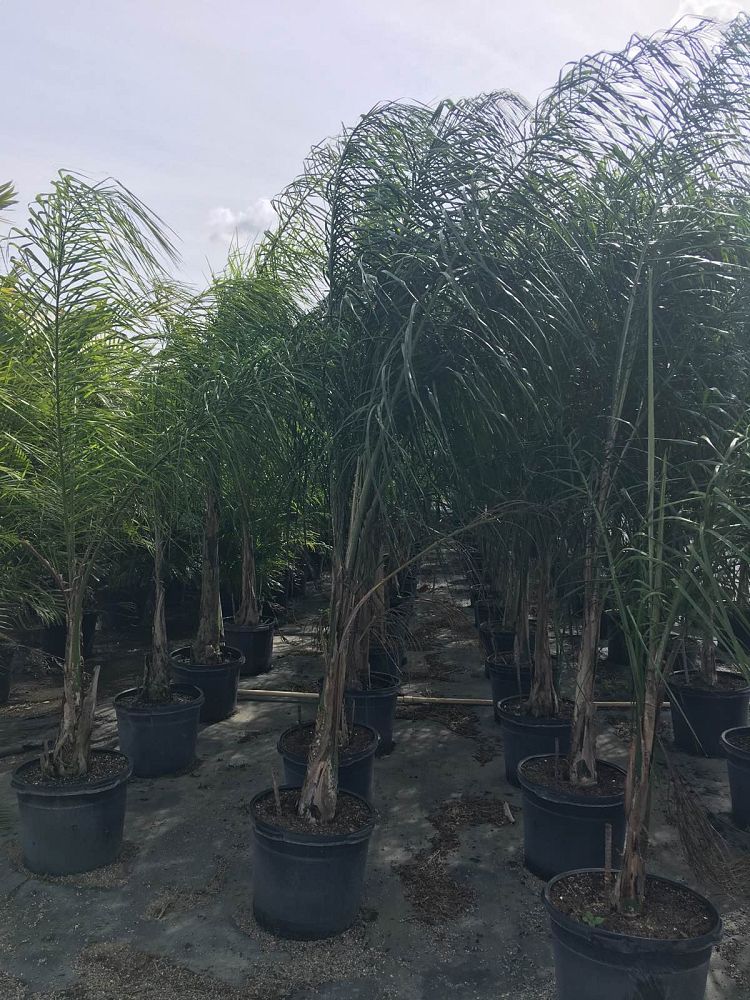 syagrus-romanzoffiana-queen-palm-cocos-plumosa
