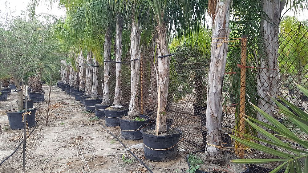 syagrus-romanzoffiana-queen-palm-cocos-plumosa