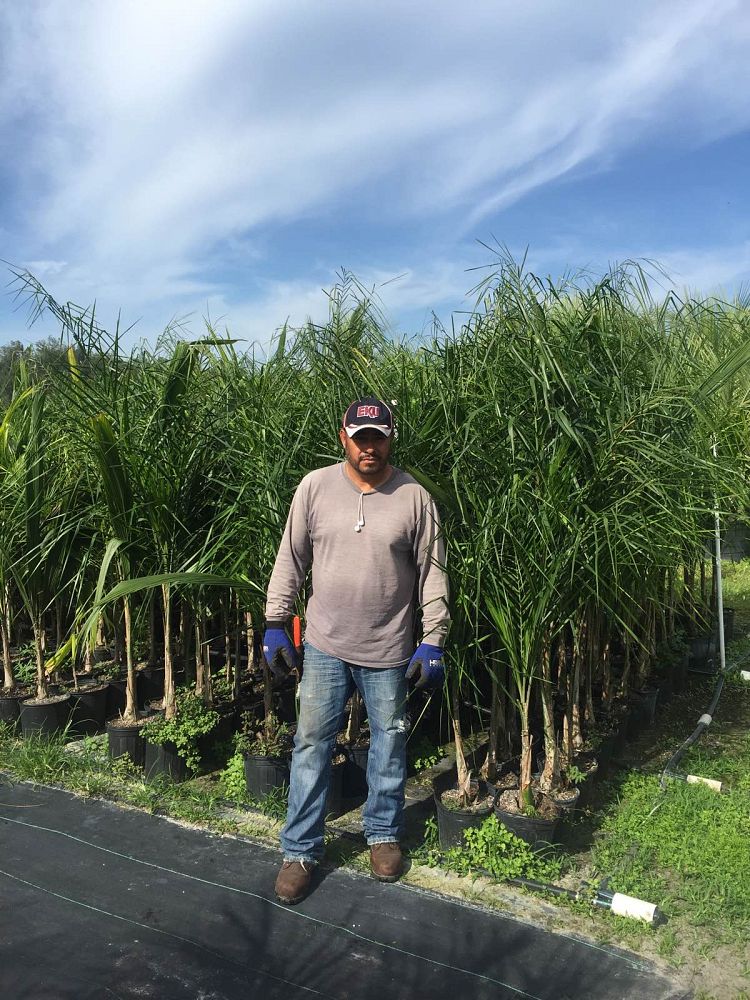 syagrus-romanzoffiana-queen-palm-cocos-plumosa