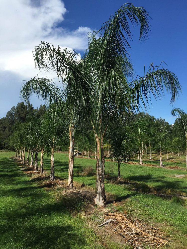 syagrus-romanzoffiana-queen-palm-cocos-plumosa