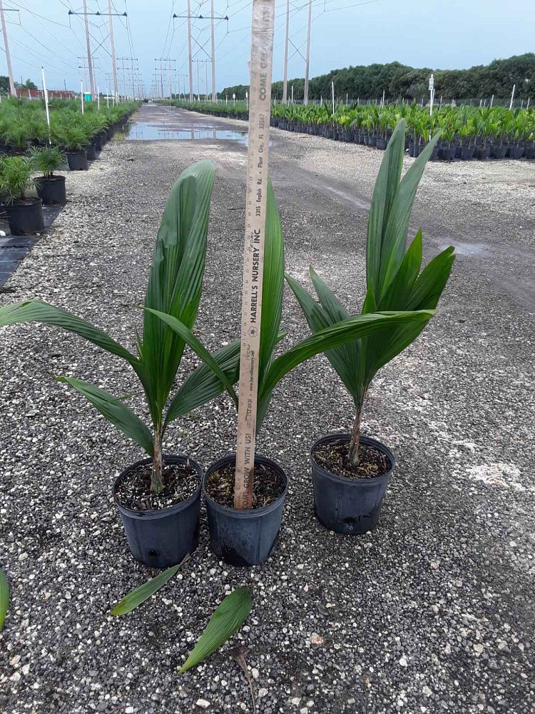 syagrus-romanzoffiana-queen-palm-cocos-plumosa
