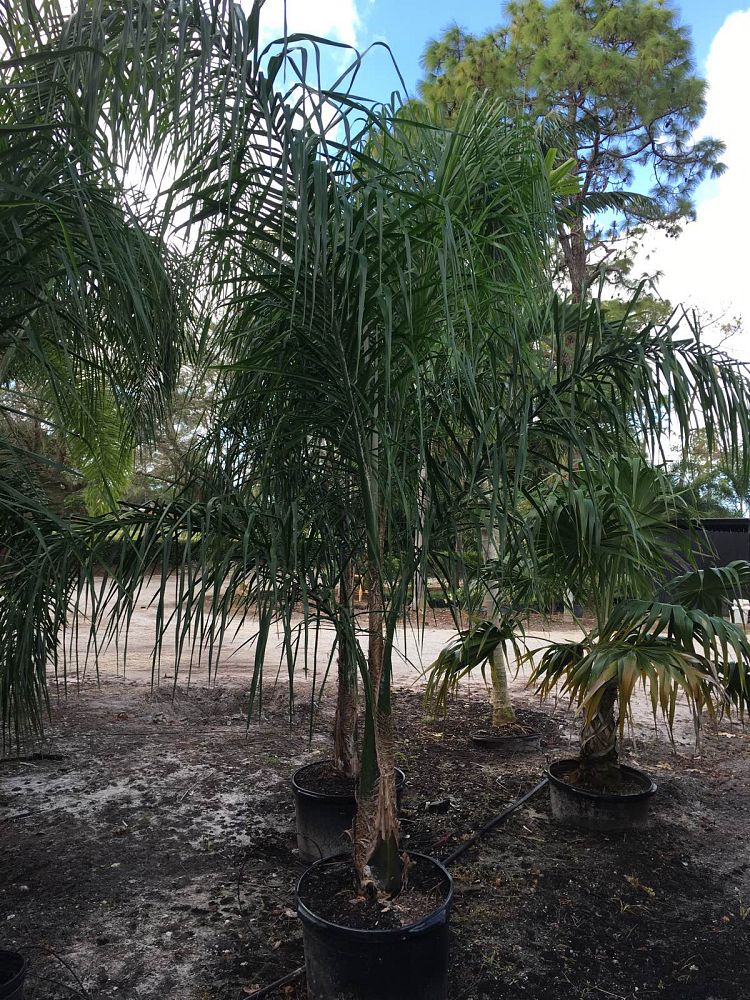syagrus-romanzoffiana-queen-palm-cocos-plumosa