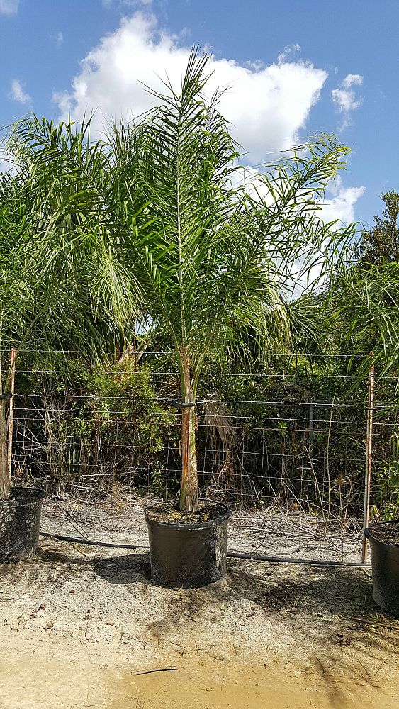 syagrus-romanzoffiana-queen-palm-cocos-plumosa