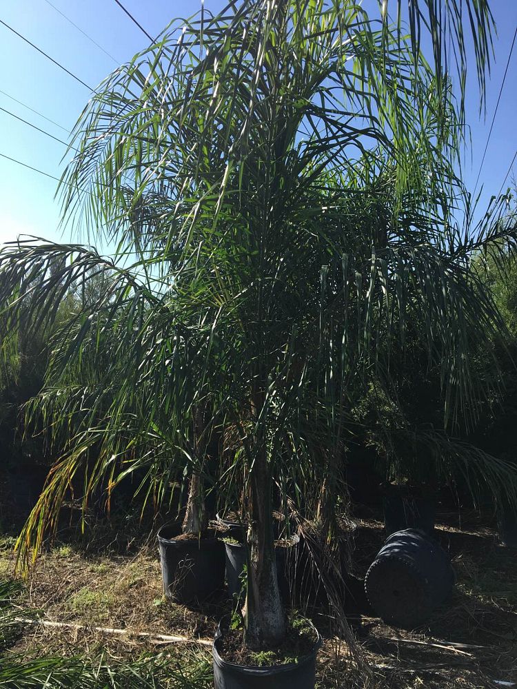 syagrus-romanzoffiana-queen-palm-cocos-plumosa