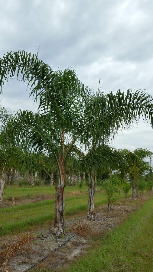 syagrus-romanzoffiana-queen-palm-cocos-plumosa