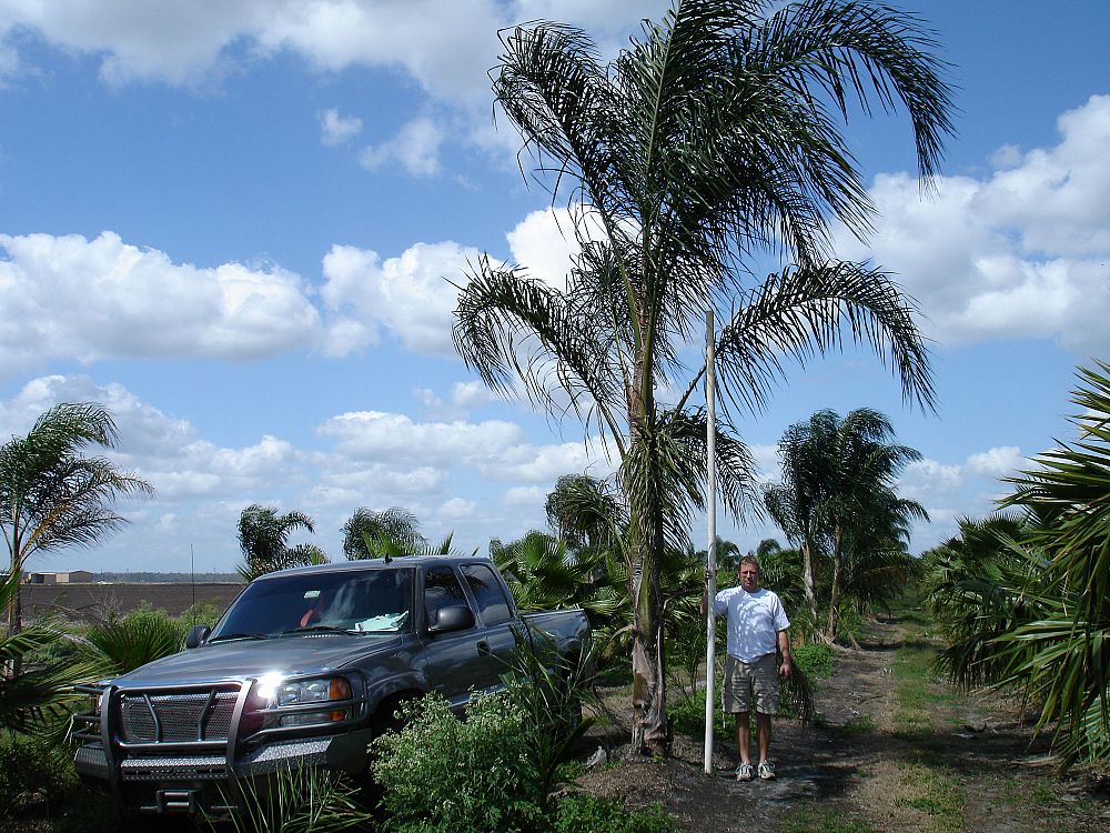 syagrus-romanzoffiana-queen-palm-cocos-plumosa