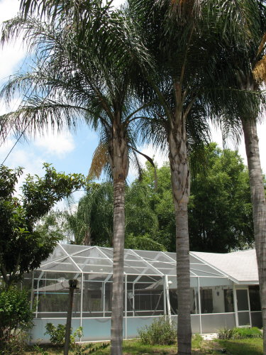 syagrus-romanzoffiana-queen-palm-cocos-plumosa
