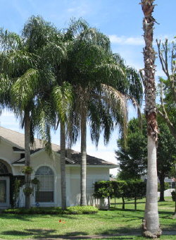 syagrus-romanzoffiana-queen-palm-cocos-plumosa