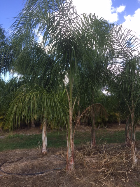 syagrus-romanzoffiana-queen-palm-cocos-plumosa