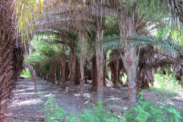 syagrus-romanzoffiana-queen-palm-cocos-plumosa
