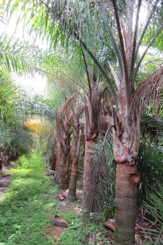 syagrus-romanzoffiana-queen-palm-cocos-plumosa