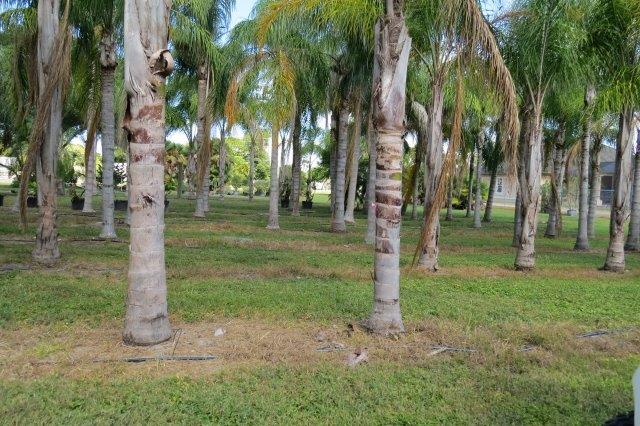 syagrus-romanzoffiana-queen-palm-cocos-plumosa