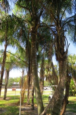 syagrus-romanzoffiana-queen-palm-cocos-plumosa