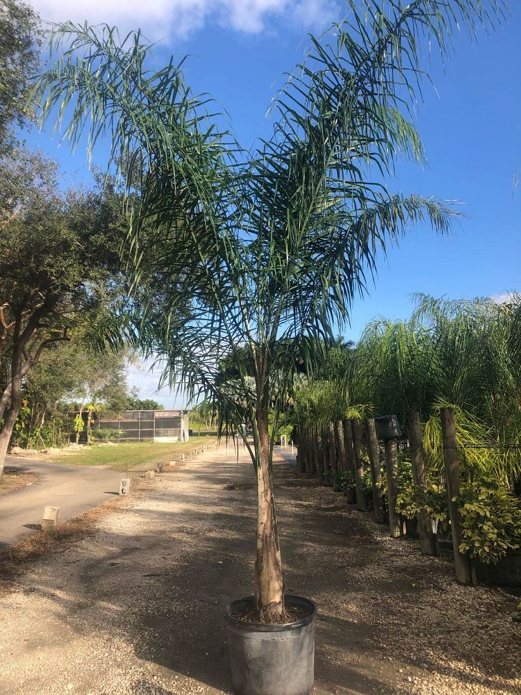 syagrus-romanzoffiana-queen-palm-cocos-plumosa