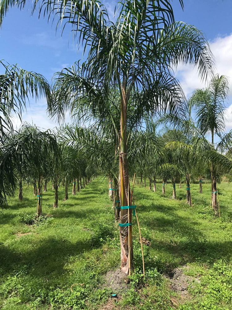 syagrus-romanzoffiana-queen-palm-cocos-plumosa