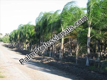 syagrus-romanzoffiana-queen-palm-cocos-plumosa