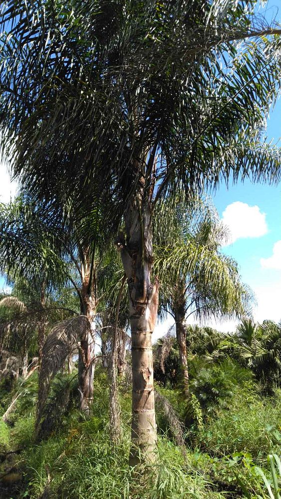 syagrus-romanzoffiana-queen-palm-cocos-plumosa