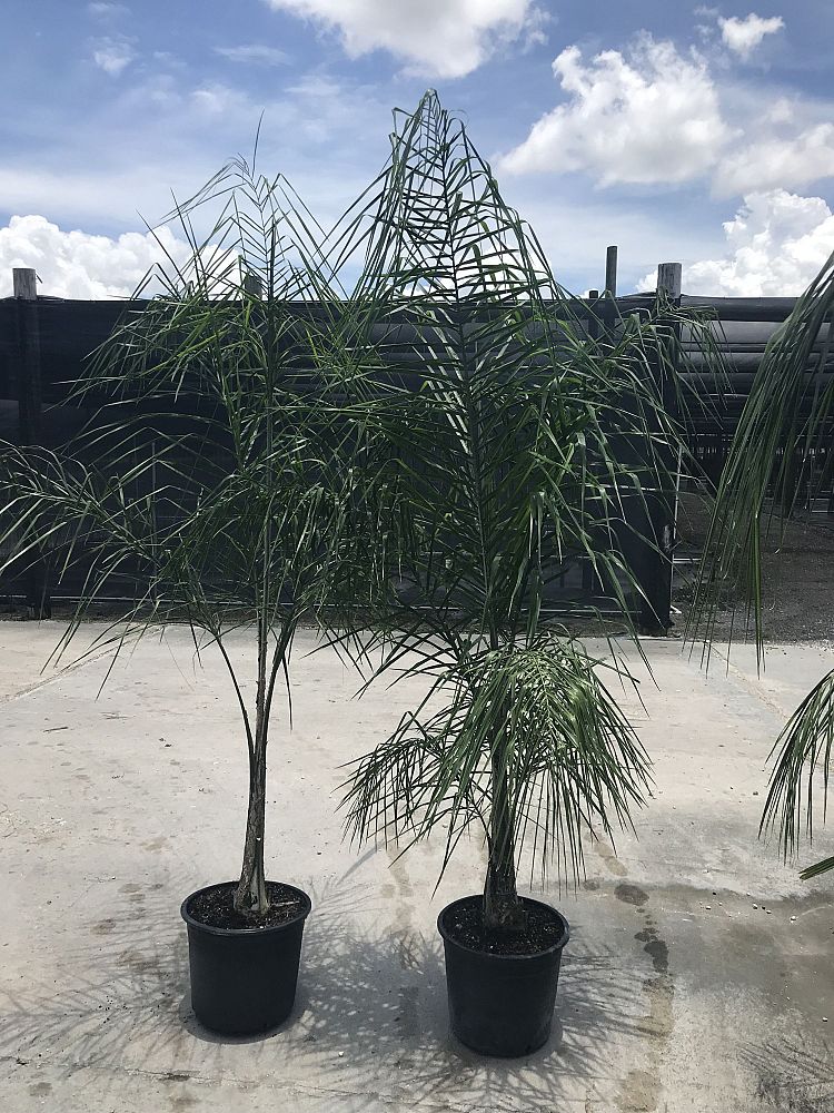syagrus-romanzoffiana-queen-palm-cocos-plumosa