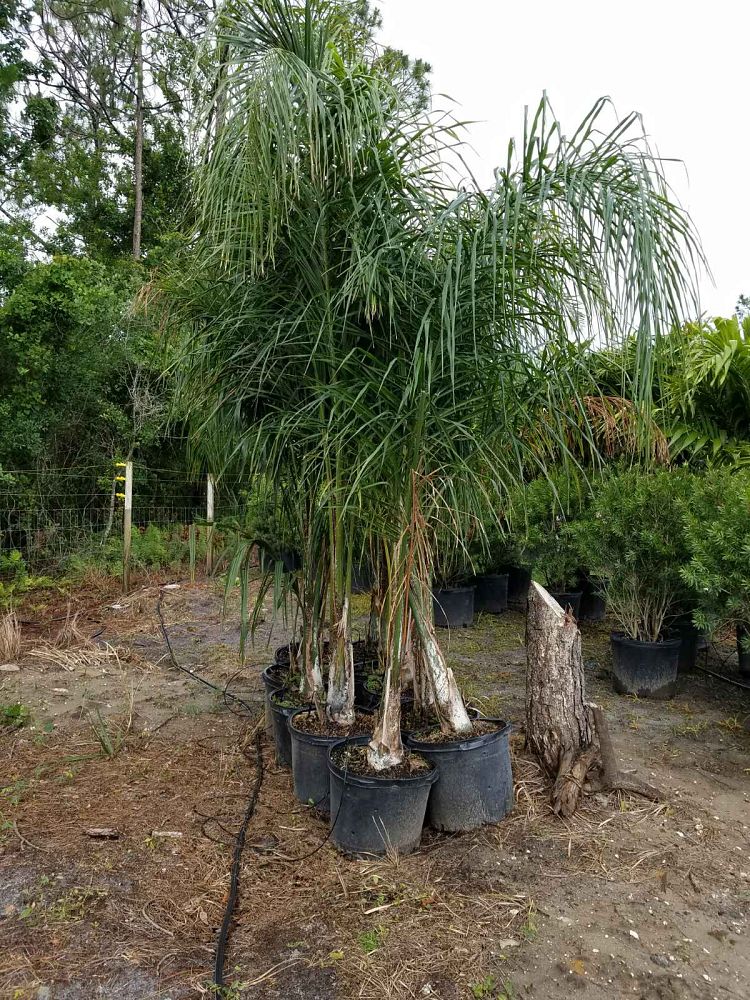 syagrus-romanzoffiana-queen-palm-cocos-plumosa