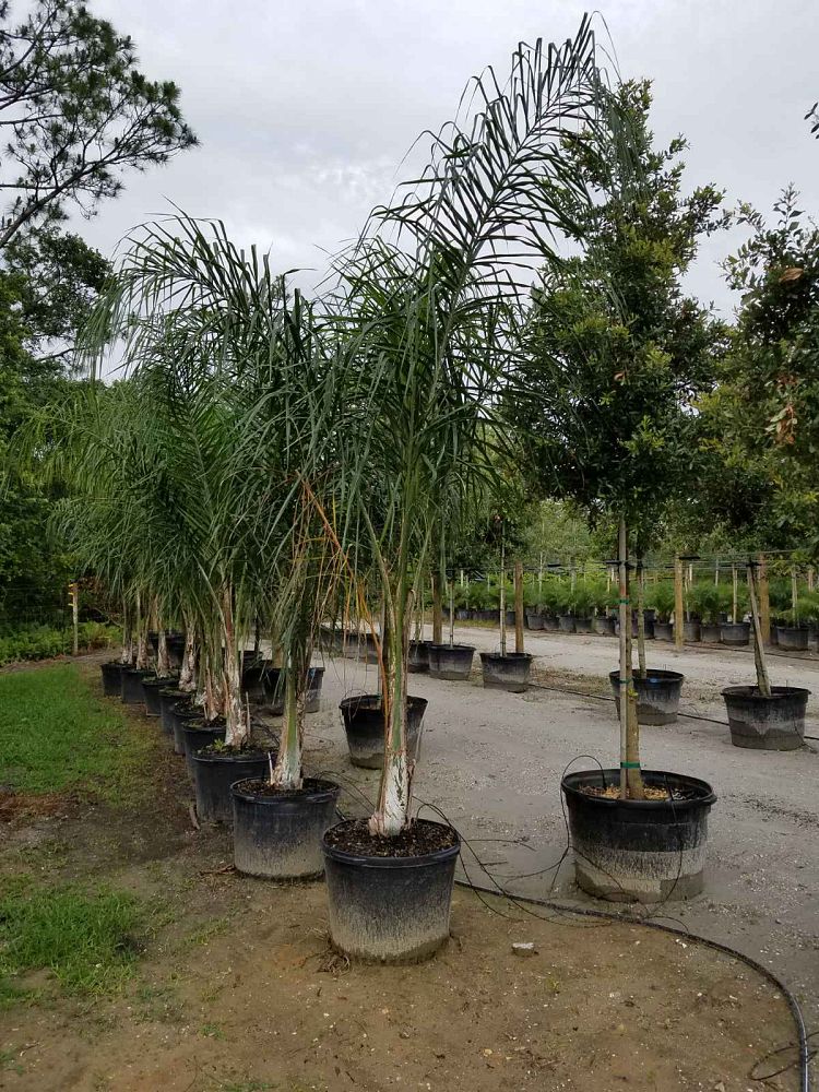 syagrus-romanzoffiana-queen-palm-cocos-plumosa