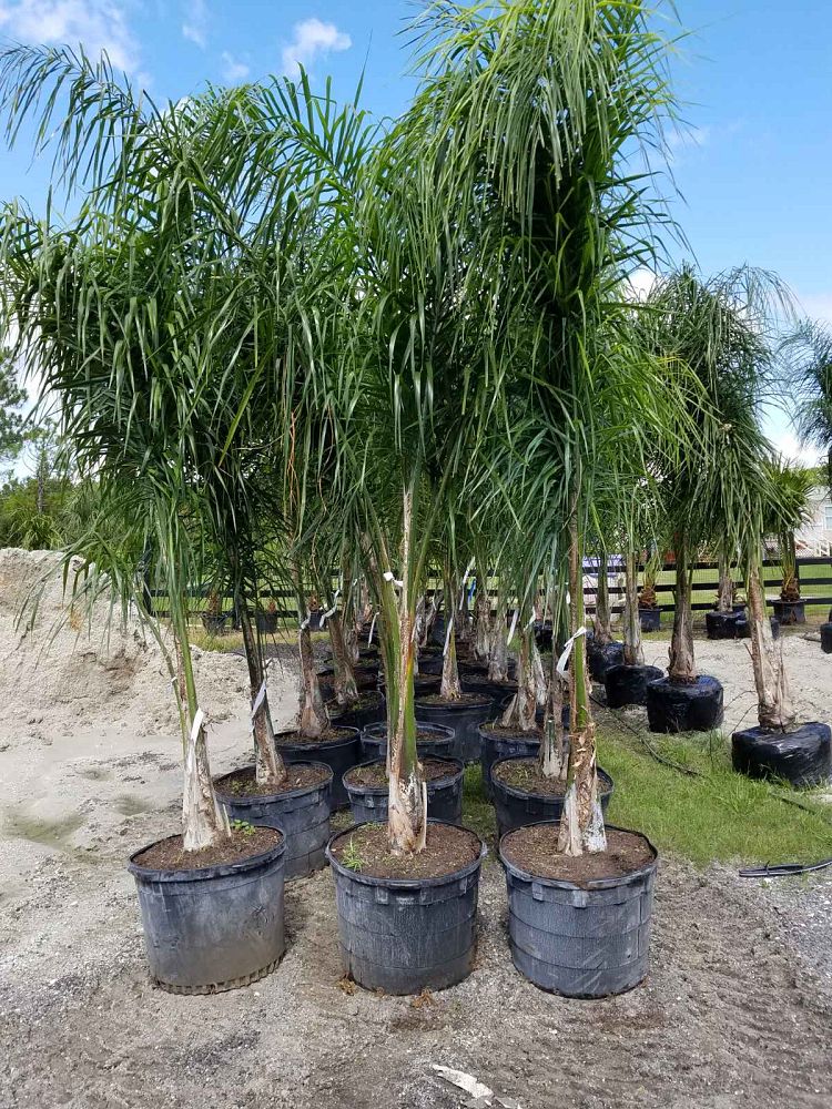syagrus-romanzoffiana-queen-palm-cocos-plumosa