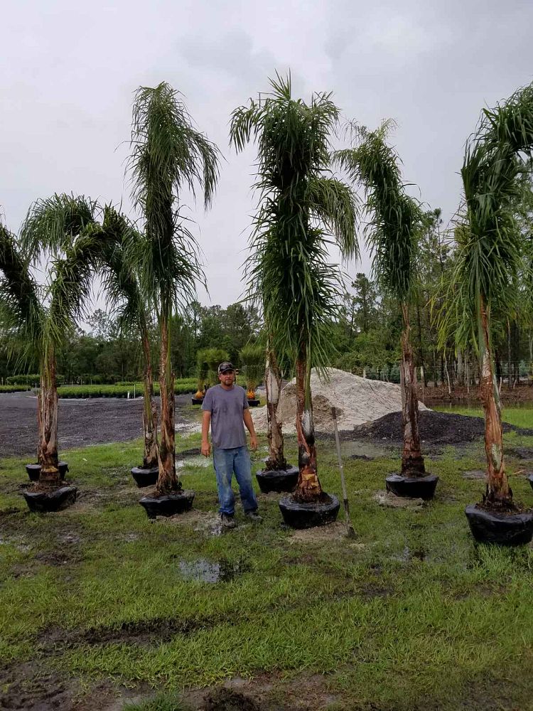 syagrus-romanzoffiana-queen-palm-cocos-plumosa