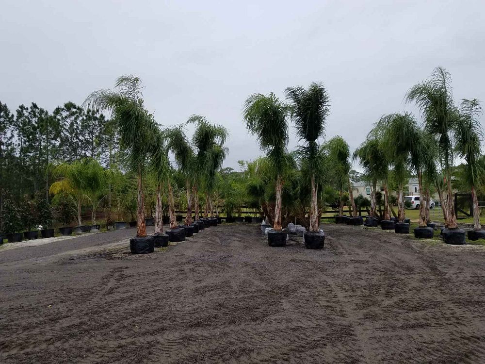 syagrus-romanzoffiana-queen-palm-cocos-plumosa