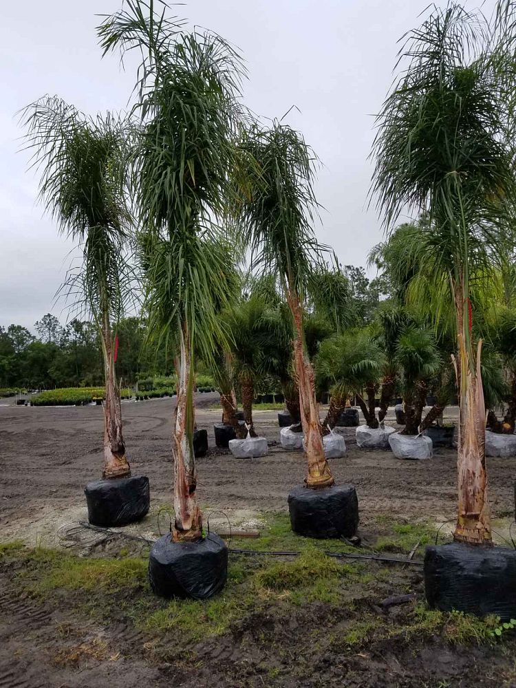 syagrus-romanzoffiana-queen-palm-cocos-plumosa