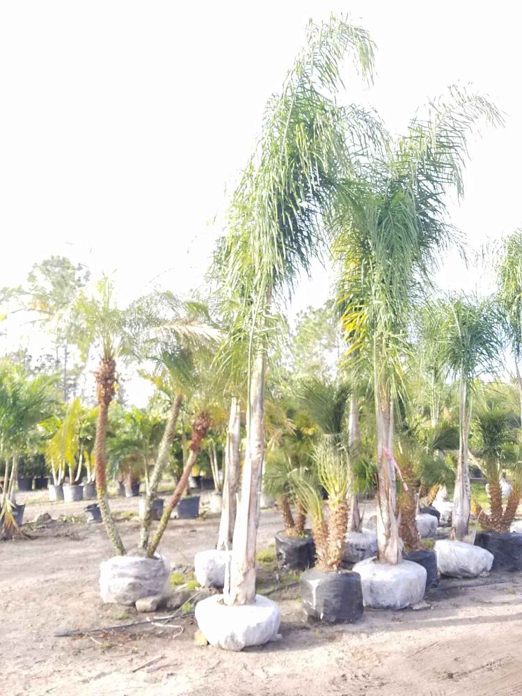 syagrus-romanzoffiana-queen-palm-cocos-plumosa