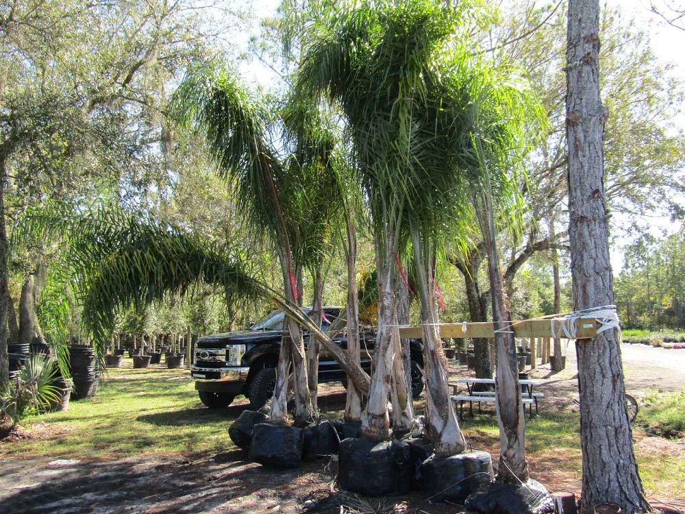 syagrus-romanzoffiana-queen-palm-cocos-plumosa